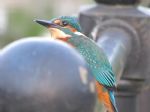 Salford Quays Bird Cruise